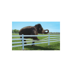 Centaur Centaur HTP Flexible Fence Rails (CT3810)