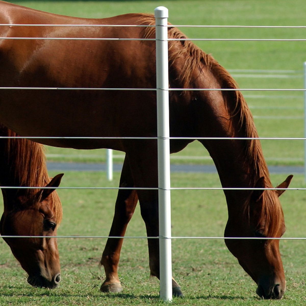 Centaur T-Sleeve Cover (Box of 25) | Hoover Fence Co.